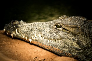 FermeCrocodiles2015-7