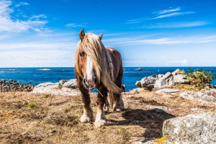 Plage du Finistère Nord Horse Cheval